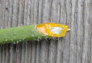 pros and cons of removing warts with celandine juice