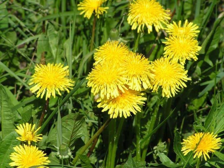 dandelion vs warts
